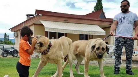 Nazirin adı indi də it alverində hallanır