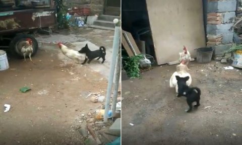 İt balası dava edən xoruzları ayırmağa çalışdı