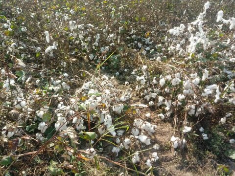 Neftin qiyməti bahalaşdı, pambıq gözdən düşdü Neftin qiyməti bahalaşdı, pambıq gözdən düşdü