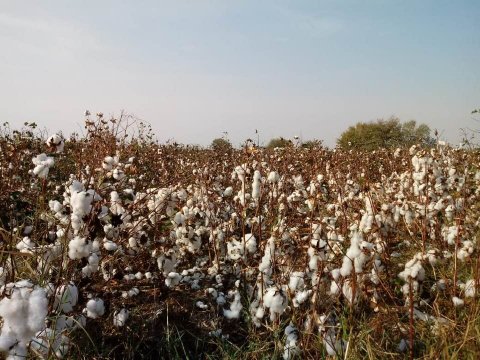 Neftin qiyməti bahalaşdı, pambıq gözdən düşdü Neftin qiyməti bahalaşdı, pambıq gözdən düşdü
