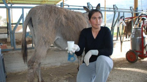 Bakıda eşşək südü satılır: 200 qramı 16 manata