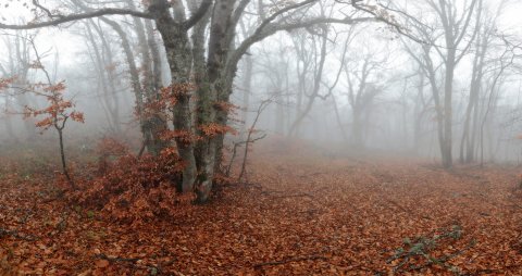 Noyabr ayında hava necə olacaq? Noyabr ayında hava necə olacaq?