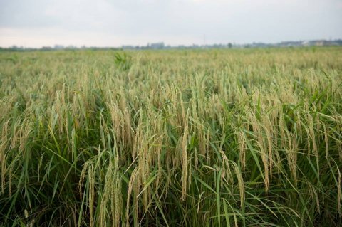 Xan Lənkərana gəlin - “Çay, çəltik , sitrus”  festivalına qonaq olun!