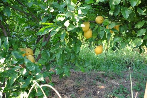 Xan Lənkərana gəlin - “Çay, çəltik , sitrus”  festivalına qonaq olun!