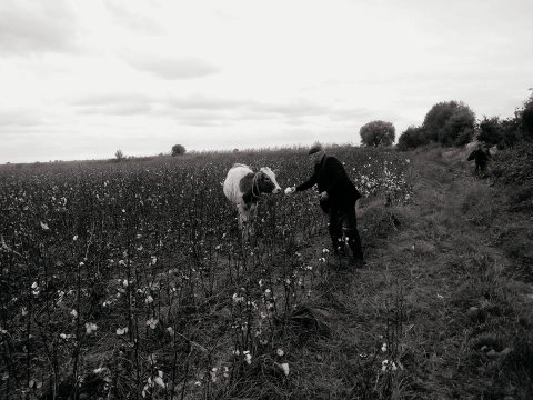 Füzulidə hər məktəb direktoru 5 hektar sahədə pambıq əkmək öhdəliyi götürüb