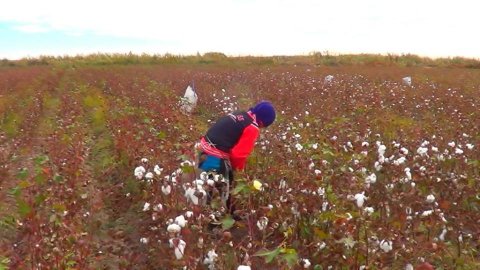 Füzulidə hər məktəb direktoru 5 hektar sahədə pambıq əkmək öhdəliyi götürüb