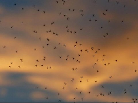 Mütəxəssislər xəbərdarlıq edir: ölümcül tropik xəstəlik yayıla bilər