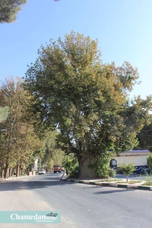 Tiflis, Balakən, yoxsa Şuşa… Xacə şahın qəbri hardadır? Tiflis, Balakən, yoxsa Şuşa… Xacə şahın qəbri hardadır?