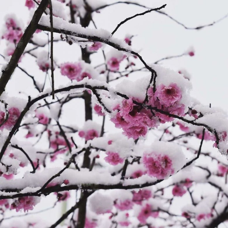 Avstraliyaya qar yağdı - Video+Fotolar Avstraliyaya qar yağdı - Video+Fotolar