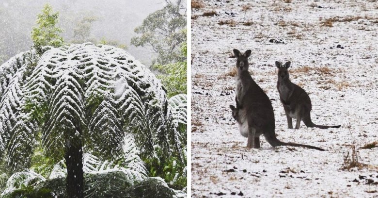Avstraliyaya qar yağdı - Video+Fotolar Avstraliyaya qar yağdı - Video+Fotolar