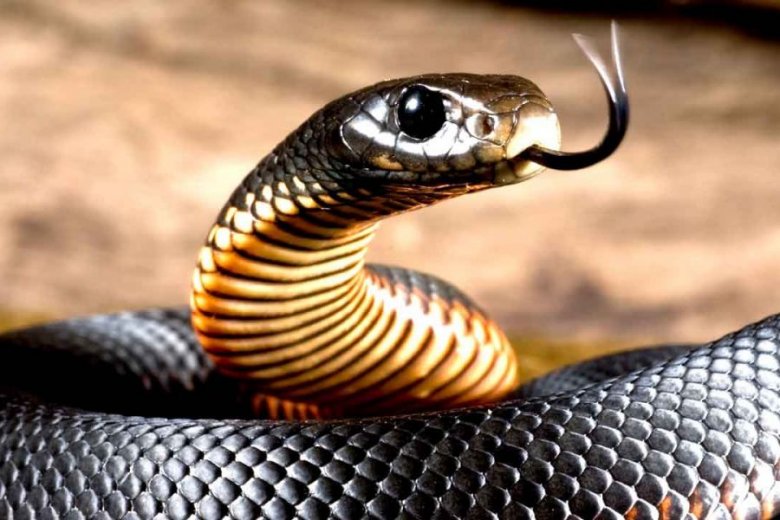 “Teloxronitel” “Teloxronitel”