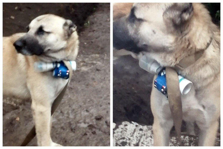 Ermənilər Xocavənddə itdən istifadə etməklə terror aktı törətmək istəyiblər