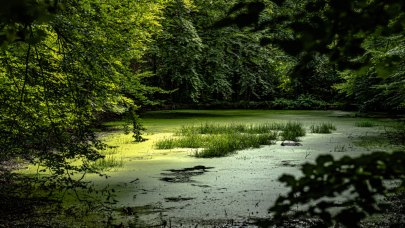 Bataqlıqların itirilməsi qlobal iqtisadiyyatı təhdid edir